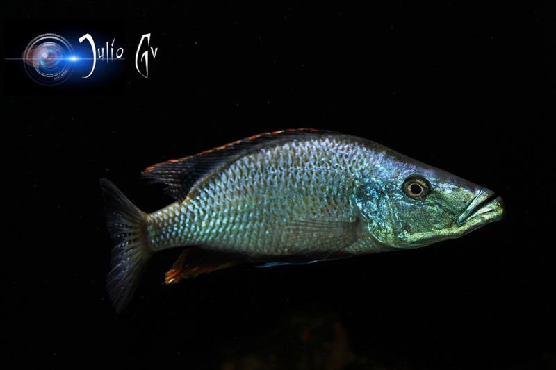 Dimidiochromis compressiceps